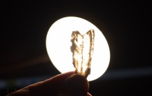 Рождение кристаллов гипса в глине на берегах Меотиды