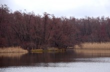 Ольховая роща на Кундрючьей