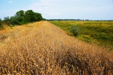 Старый казачий вал в станице Маныческой