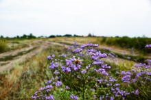 Старый казачий вал в станице Маныческой