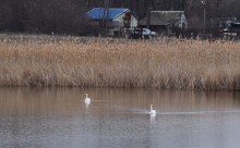 Прилетели лебеди
