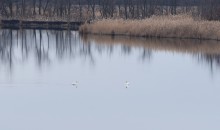 Прилетели лебеди