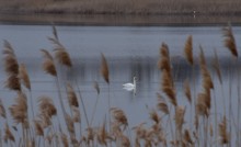 Прилетели лебеди