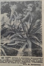 Прогулка по весеннему Ростову-на-Дону 1959 года