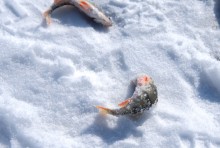 Масленица в первый день весны у Васильевской протоки