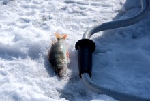 Масленица в первый день весны у Васильевской протоки