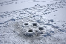 Масленица в первый день весны у Васильевской протоки
