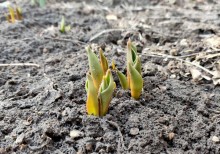 Первые тюльпаны