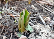 Первые тюльпаны