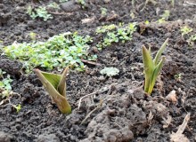 Первые тюльпаны