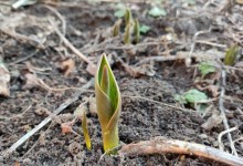 Первые тюльпаны