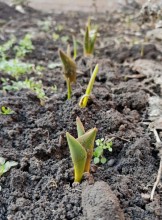 Первые тюльпаны