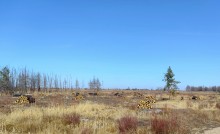 Кундрюченские леса 2025