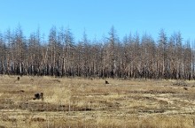 Кундрюченские леса 2025