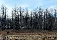 Кундрюченские леса 2025