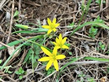 Балка Клиновая