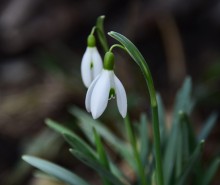 Подснежник