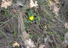 Цветы ранней весной на берегу Северского Донца