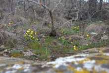 Цветы ранней весной на берегу Северского Донца
