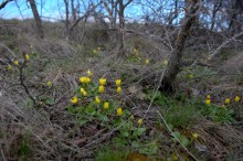 Цветы ранней весной на берегу Северского Донца