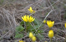 Цветы ранней весной на берегу Северского Донца