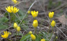Цветы ранней весной на берегу Северского Донца