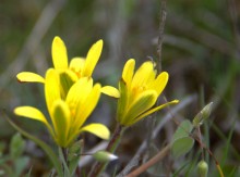 Цветы ранней весной на берегу Северского Донца