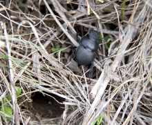 Цветы ранней весной на берегу Северского Донца