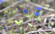 Цветы ранней весной на берегу Северского Донца