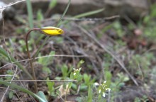 Цветы ранней весной на берегу Северского Донца