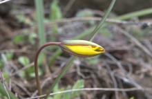 Цветы ранней весной на берегу Северского Донца