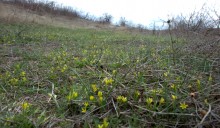 Цветы ранней весной на берегу Северского Донца