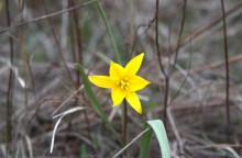 Балка Обрывская в конце марта