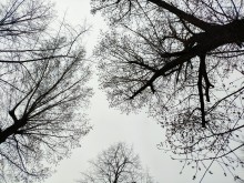 Зацветают тополя