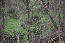 Весна в балке Клиновой