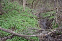 Весна в балке Клиновой