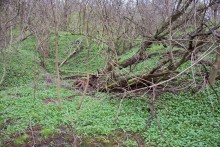 Весна в балке Клиновой