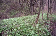 Весна в балке Клиновой