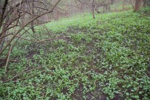 Весна в балке Клиновой