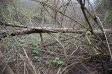 Весна в балке Клиновой