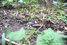 Весна в балке Клиновой