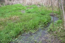 Весна в балке Клиновой