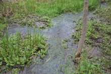 Весна в балке Клиновой