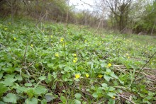 Весна в балке Клиновой