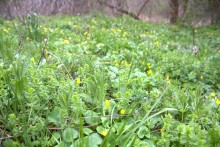 Весна в балке Клиновой