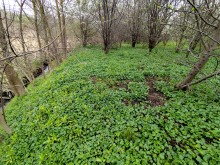 Весна в балке Клиновой