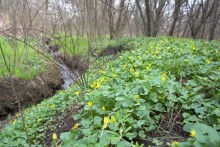 Весна в балке Клиновой