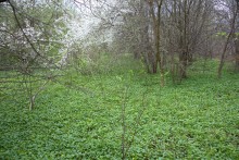 Весна в балке Клиновой