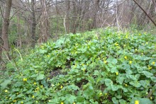 Весна в балке Клиновой