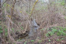 Весна в балке Клиновой